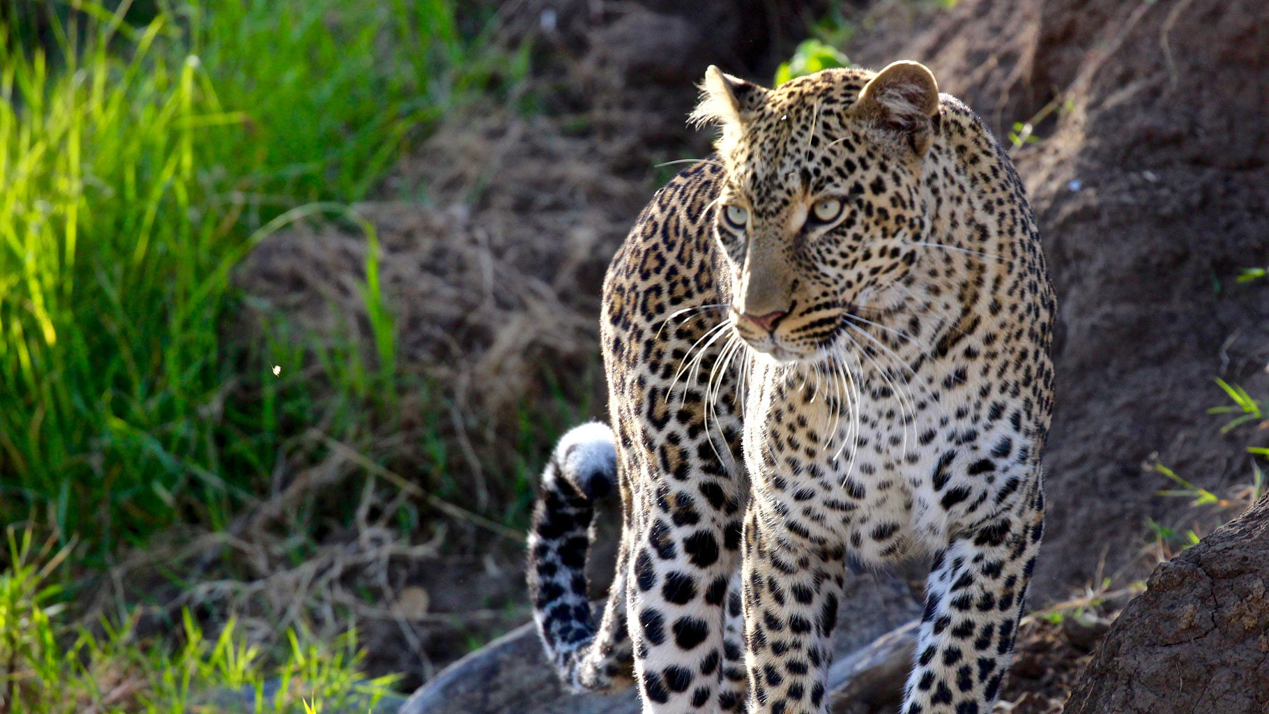 Image of leopard used for representation purpose. <i>(Photo Courtesy: Sumanto Chattopadhyay)</i>