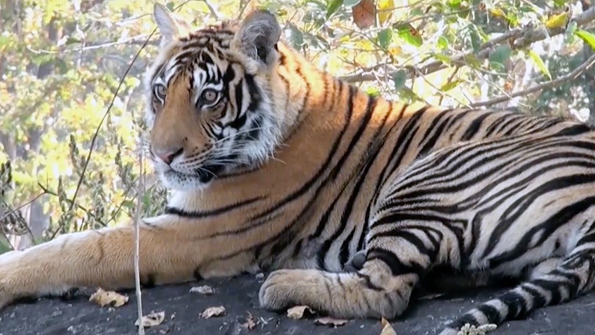 Tiger population has gone up by 30 percent in last 4 years. Representational Image. (Photo: iStock)