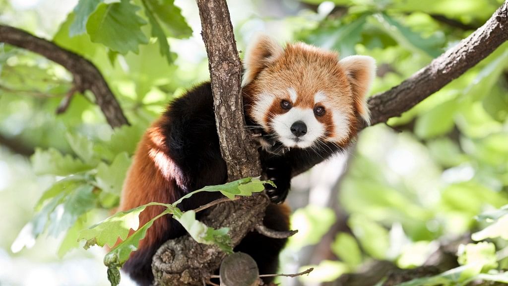 Conservation efforts to save the red panda could be working. (Photo: iStock)