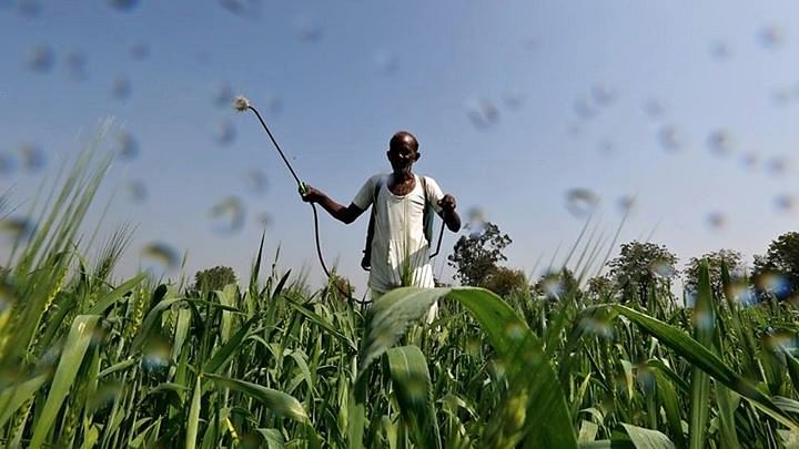 A farmer sprays a mixture of fertiliser and pesticide onto his wheat crop on the outskirts of Ahmedabad.&nbsp;