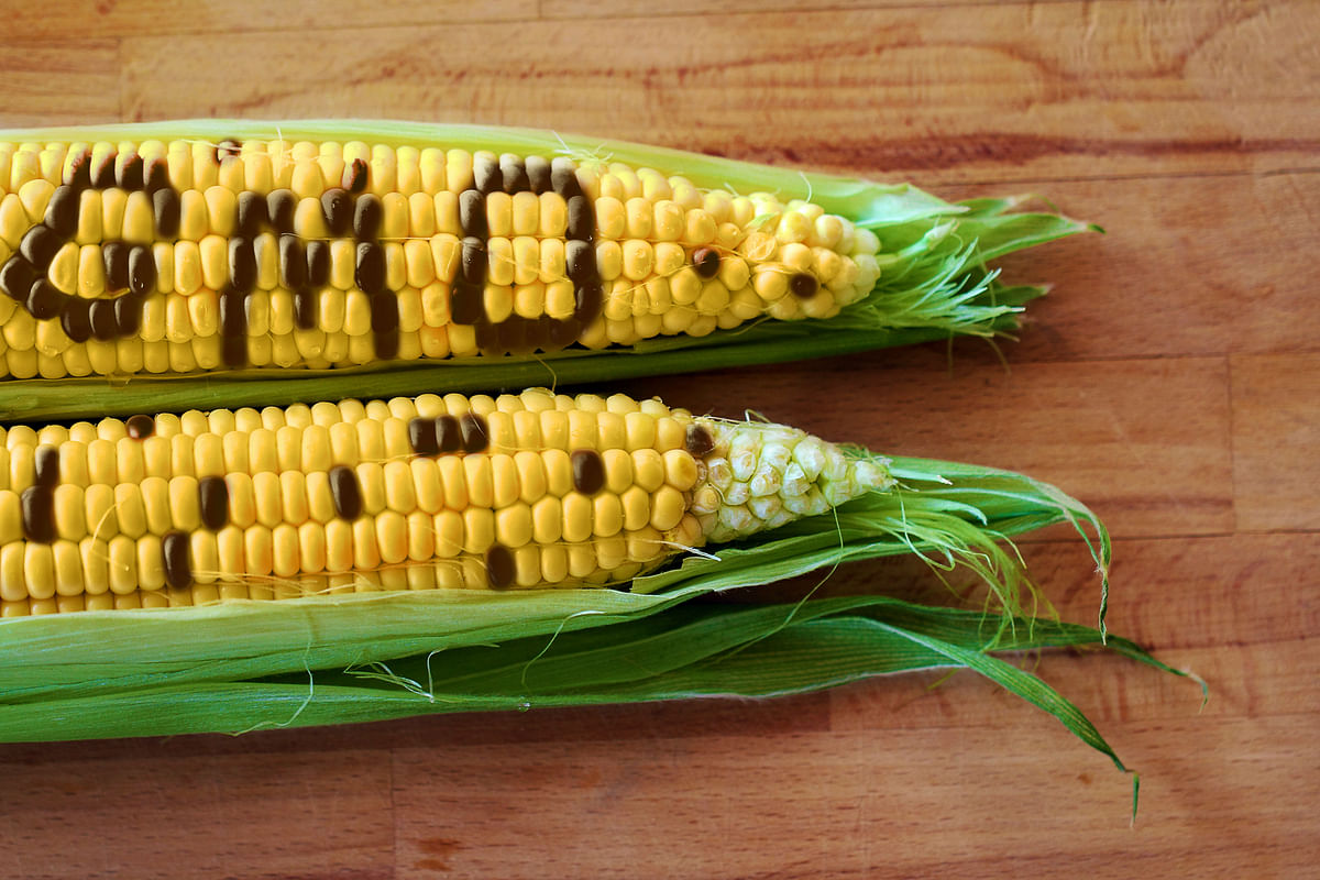 The Supreme Court is tied up in hearings about GMOs, but farmers need solutions now.