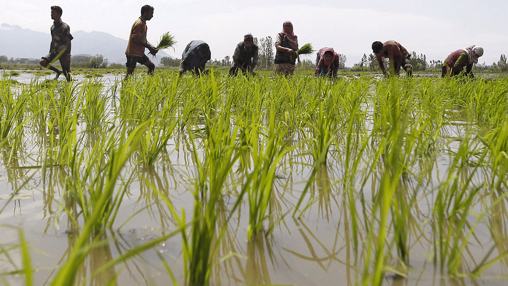 With the exception of some districts in some states, the picture for India’s agricultural economy looks positive. (Photo: Reuters)