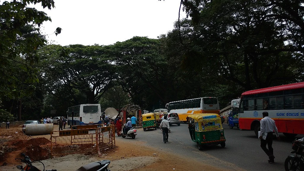 Lush green cover of trees along the Nrupathunga road in Bengaluru. (Photo: Subir Ghosh/ <b>The Quint</b>)