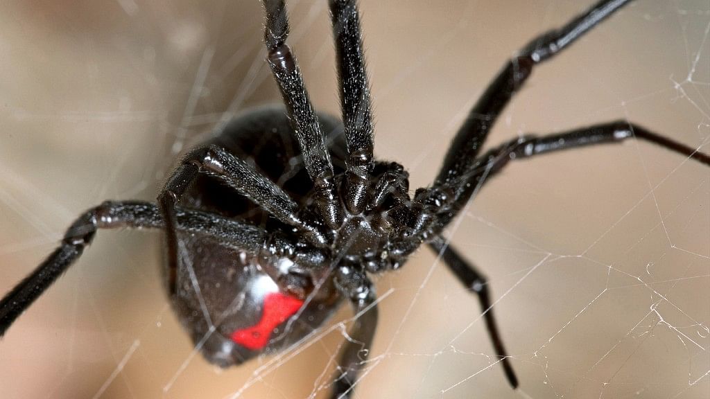 Burglar Virus Steals Black Widow Spider S Venom Genes