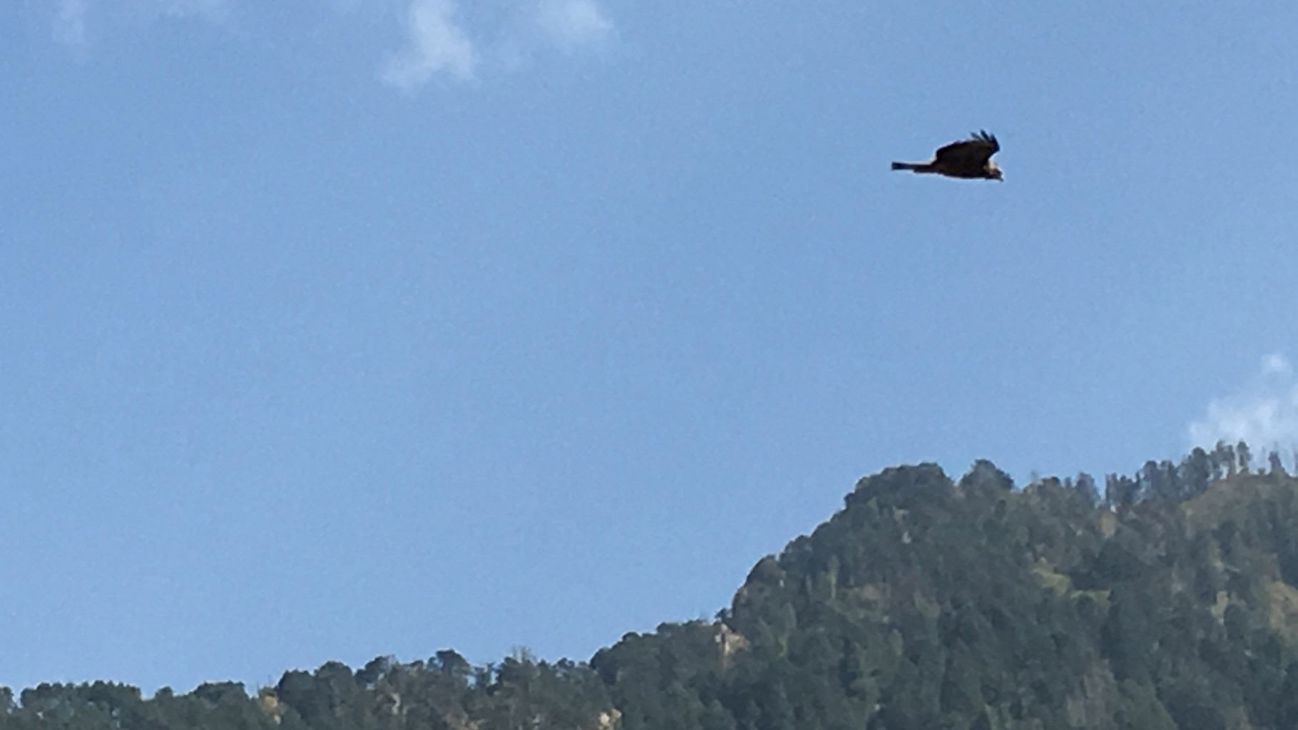 Eagle in flight over an Army outpost in Jammu and Kashmir. (Photo: <b>The Quint</b>)