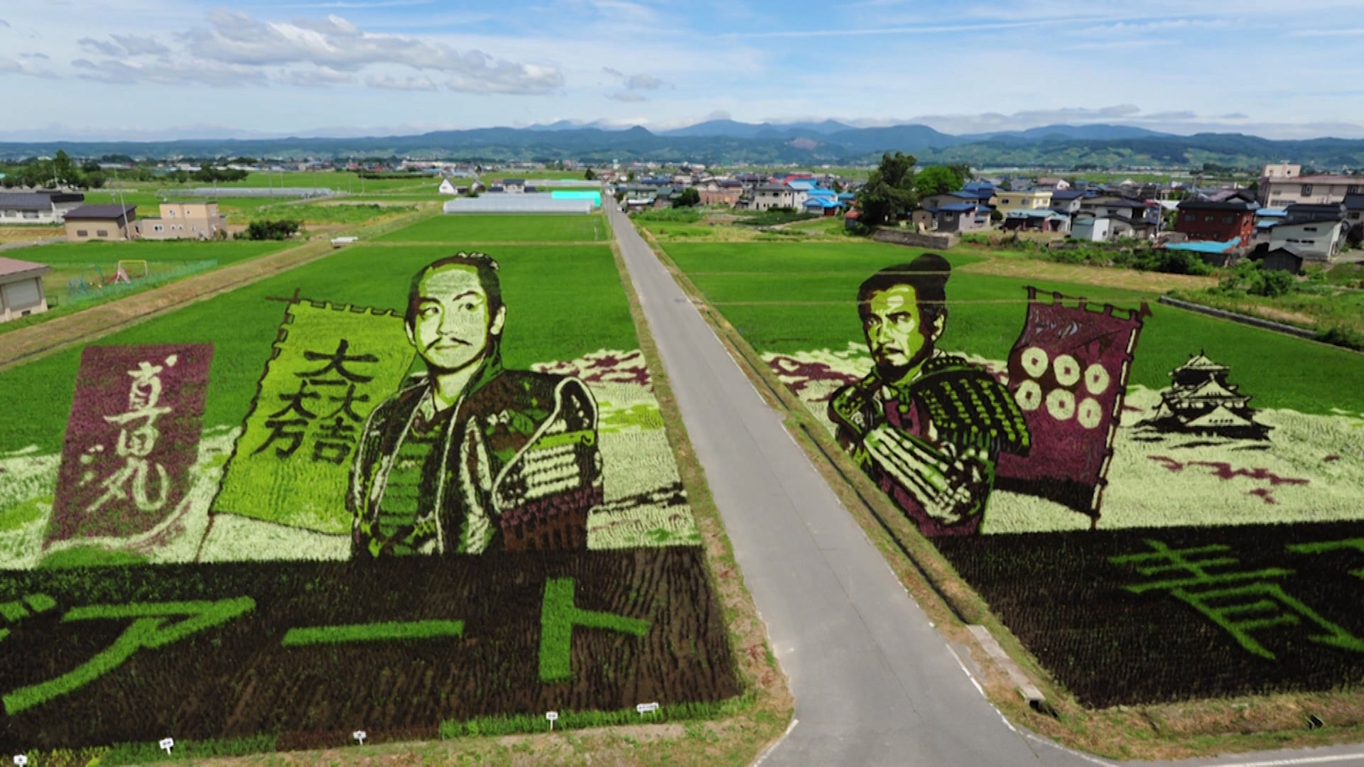 

Rice paddy fields in Japan (Photo: AP/Caters News)