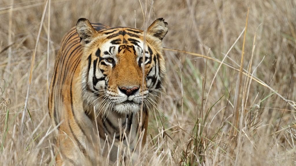 As per the Wildlife Protection Society of India’s records, 100 tigers have died in India in 2016. Representational Image. (Photo: iStock)&nbsp;