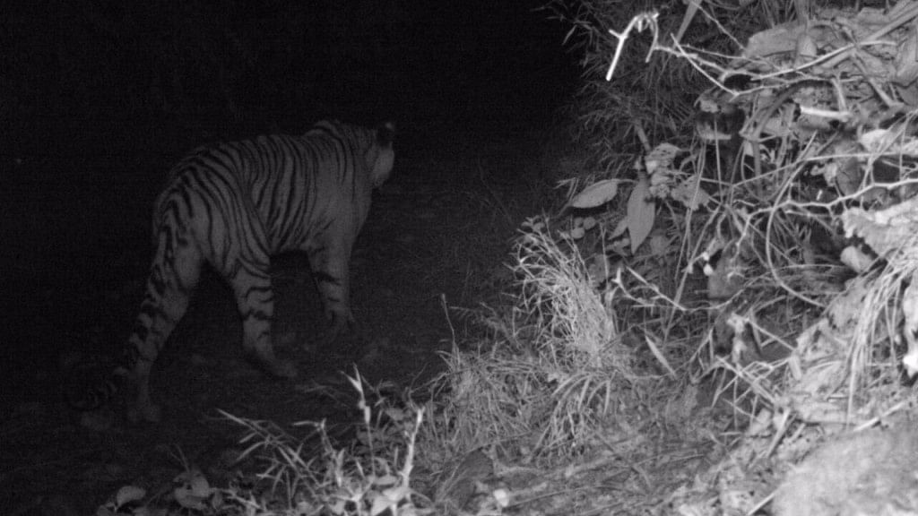 

The forest officer who led the operations to kill the tigress is not happy; they wanted her alive and not dead.