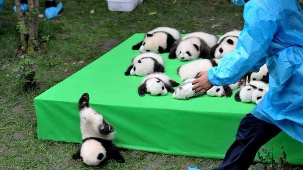 Cute & Cuddly! Announcing the Arrival of 23 Pandas
