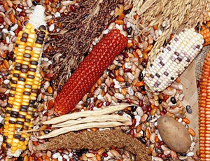 How indigenous seed varieties are reviving the environment, economy and culture.