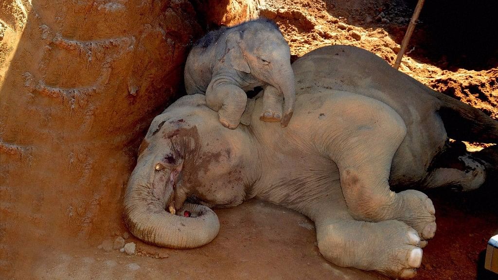 An injured elephant and its calf after they accidentally fell into a pit dug for construction of Patanjali Foods and Herbal Park at Balipara in Sonitpur district on Thursday. (Photo: PTI)