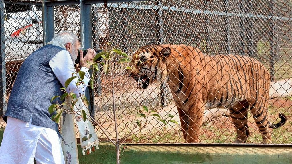 Twitter Goes Abuzz With the Viral Photo of Modi And a Tiger