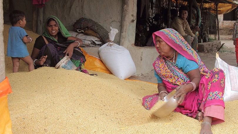 In Dewas district of Madhya Pradesh, chickpea or <i>chana</i> sowing has been interrupted because farmers are unable to buy fertiliser. (Photo: Vivian Fernandes/ <b>The Quint</b>)