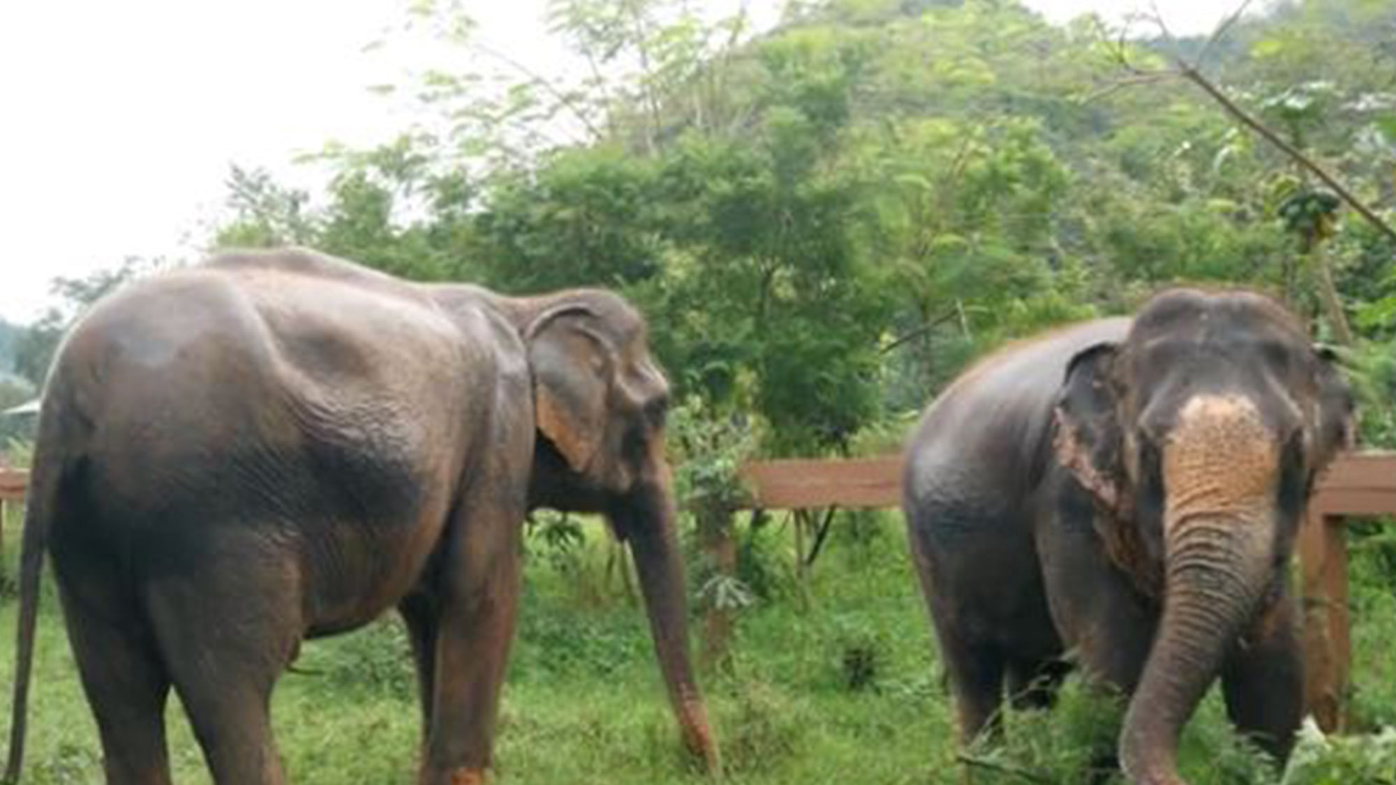 

The elephants are now safe away from captivity. (Photo: AP Screengrab)