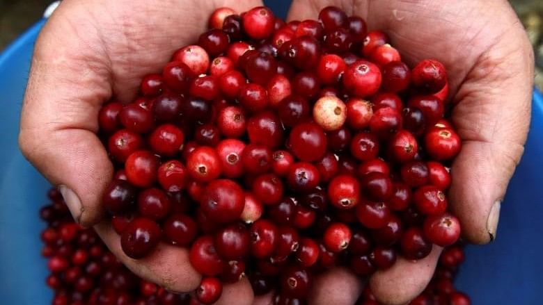 A Belarussian man prepares cranberries he gathered for sale in the village of Budy, Belarus 25 September 2016. (Photo Courtesy: Reuters)