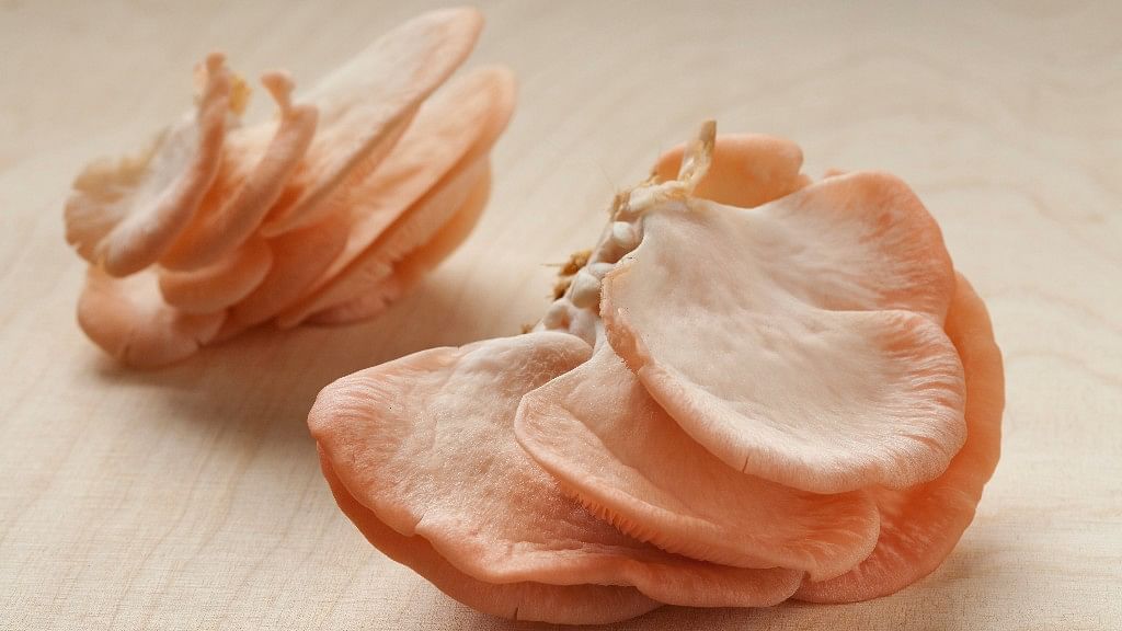 Fresh pink oyster mushrooms. Image used for representation. (Photo: iStock)