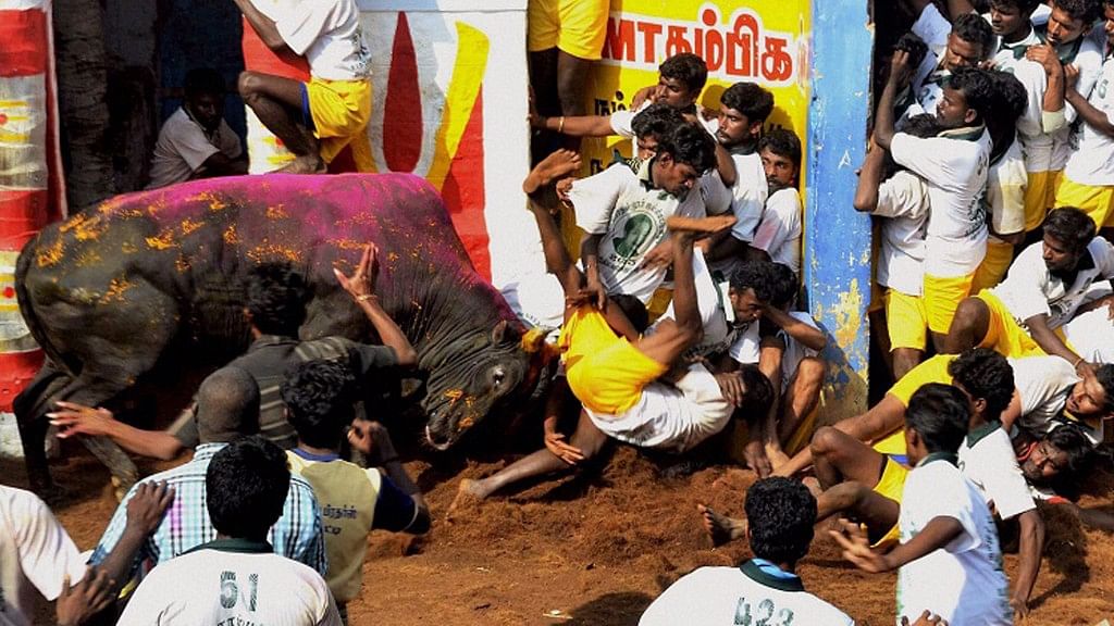 The bull-taming sport, Jallikattu, in progress. (Photo Courtesy: The News Minute)