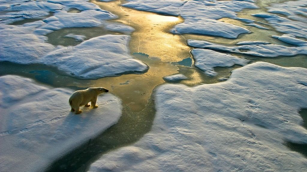 The land of the polar bears is in peril – and we are too. (Photo: iStock)