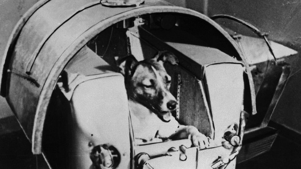 Laika, the Russian stray who was launched into space onboard the Sputnik 2. (Photo Courtesy: <a href="http://time.com/3546215/laika-1957/">TIME</a>)