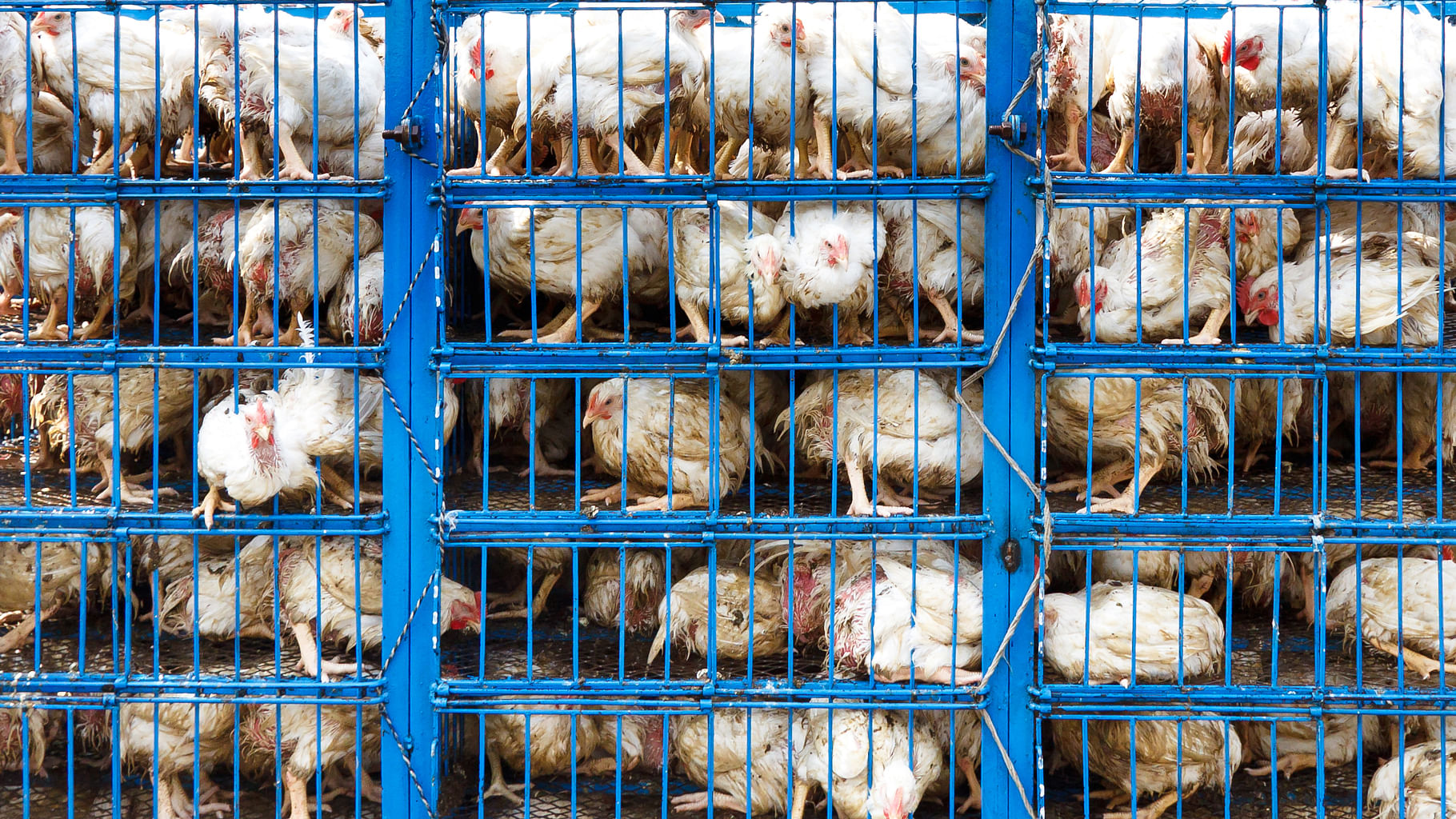 Representational image of poultry in a dairy farm. (Photo: iStock) 