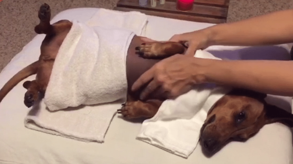 The most relaxed pooch you will ever meet (Image: AP Screengrab)