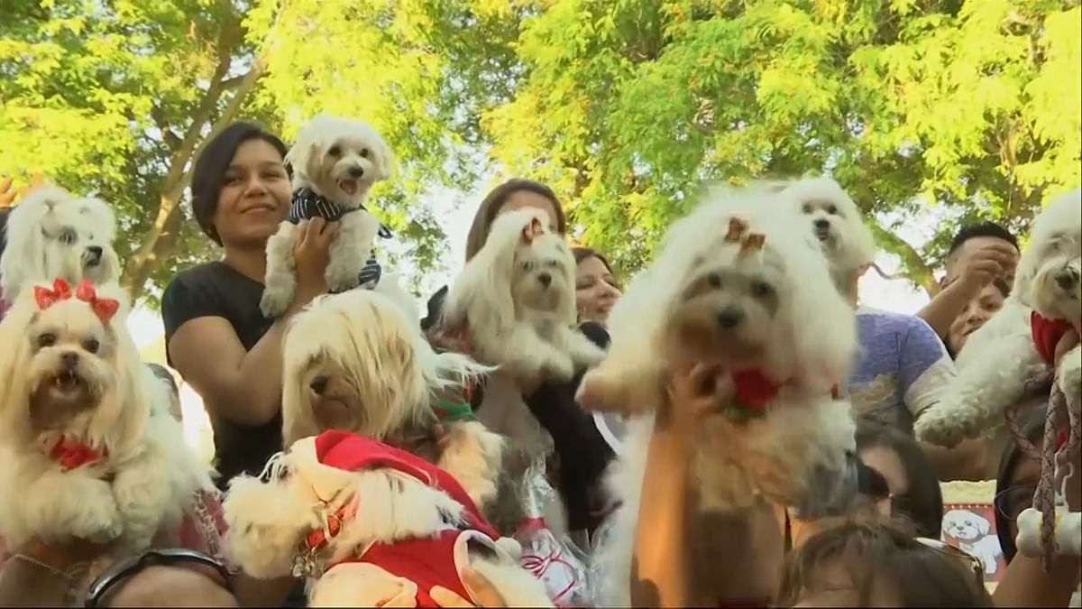 Peru to Celebrate Christmas the Right Way – With Pets in Costumes