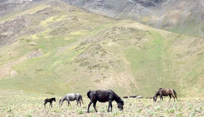 <div class="paragraphs"><p>Chumurti horses graze in a high-altitude pasture. Image used for representational purposes.</p></div>