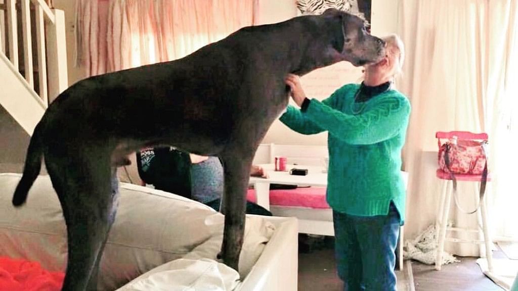 Freddy has been crowned the world’s biggest dog by the Guinness World Records. (Photo Courtesy: Facebook/<a href="https://www.facebook.com/freddygreatdane/photos/a.951162821625529.1073741829.589623557779459/1233899436685198/?type=3&amp;theater">@freddygreatdane</a>)