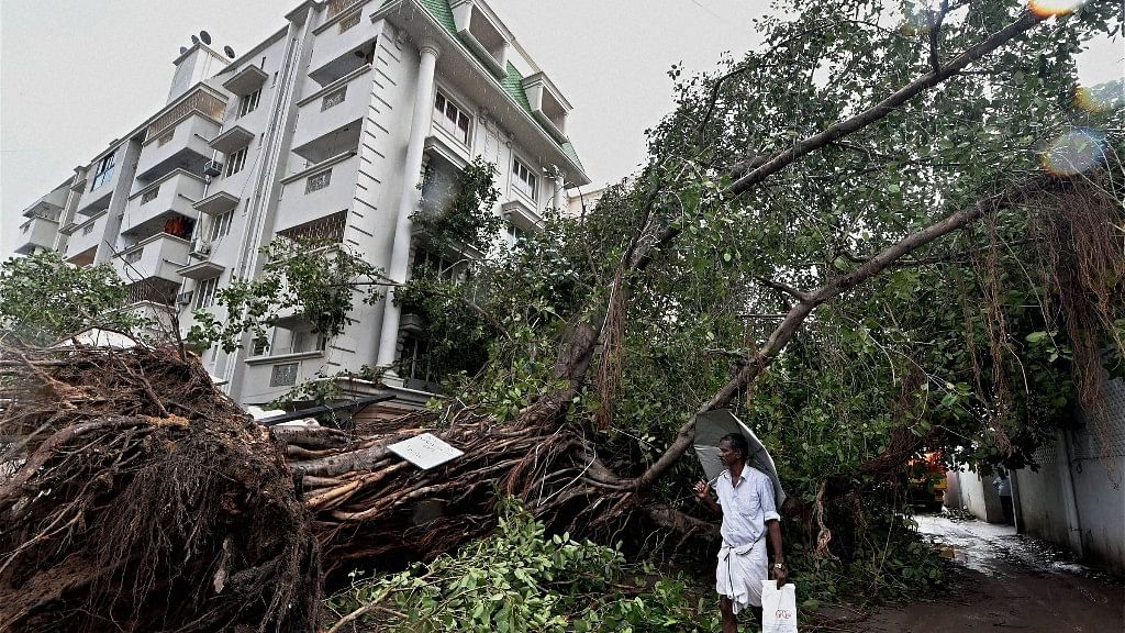 A man walks past an uprooted tree in Chennai on Tuesday after Cyclone Vardah wreaked havoc in the city. (Photo: PTI)