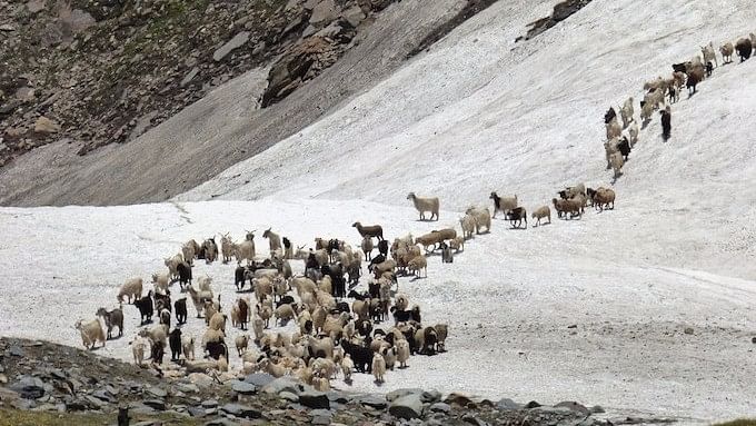 Livestock crossing an ice bridge in the Spiti valley. (Photo Courtesy: Janaki Lenin) 