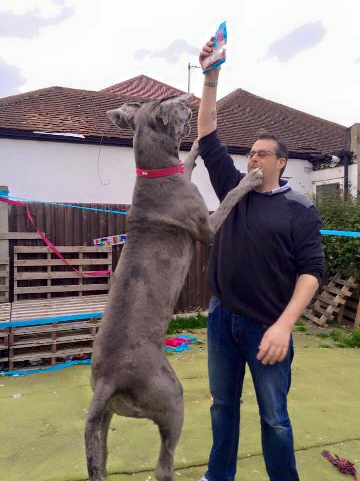 

Weighing 92kg, Freddy costs his owner Claire Stoneman around 12,500 pounds a year in maintenance.