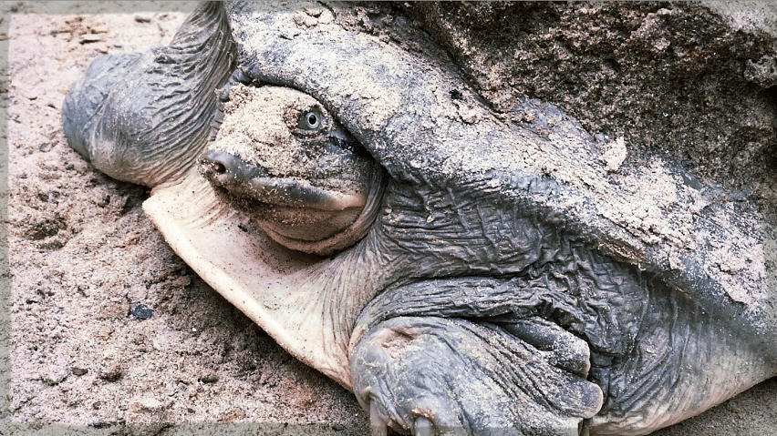 An Indian flapshell turtle in the turtle breeding center, Sarnath. (Photo: Manon Verchot)
