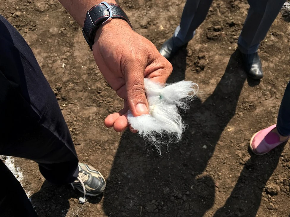Cotton is the only GM crop allowed in the country. (Photo: Manon Verchot)
