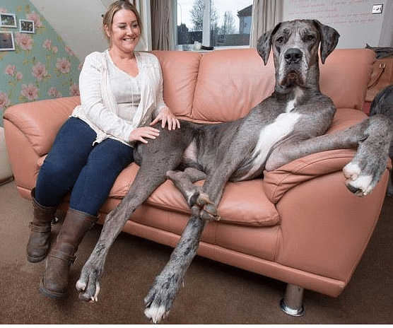 

Weighing 92kg, Freddy costs his owner Claire Stoneman around 12,500 pounds a year in maintenance.