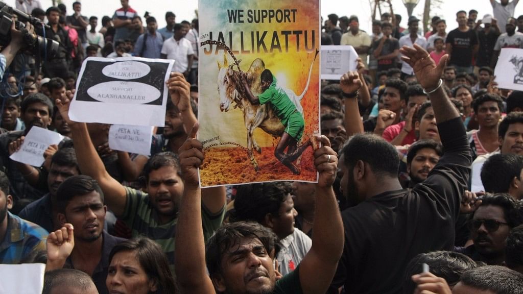 People in large numbers stage a protest against the arrest of those who have demonstrated in favour of Jallikattu in Chennai on 17 January, 2017. (Photo: IANS)