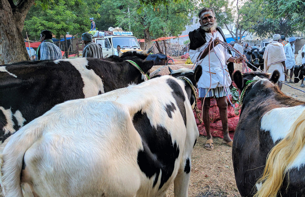 Jallikattu isn’t bullfighting, and the ban had unintended consequences. The Quint takes you to a cattle fair to see.