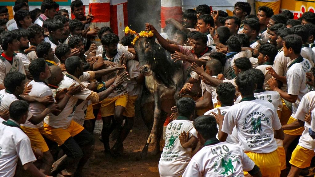 Villagers try to control a bull during Jallikattu. (Photo: Reuters)