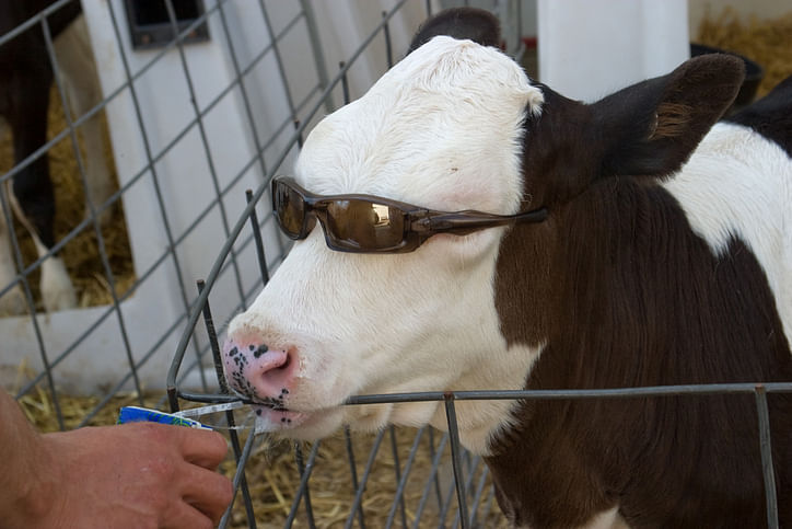 Cows will get a 12 digit unique identification number. (Photo: iStock)