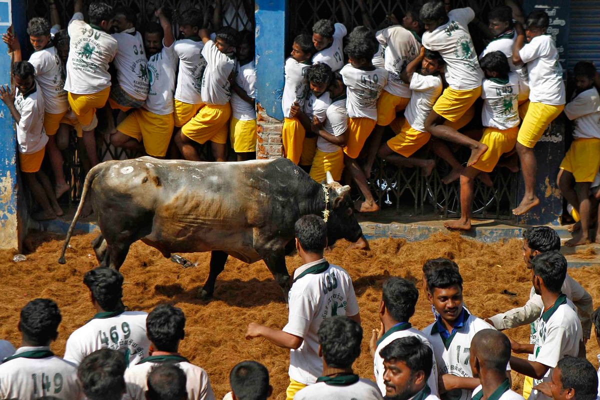Tamil filmmaker CS Amudhan tells us why the arguments against ‘Jallikattu’ are bull shit.