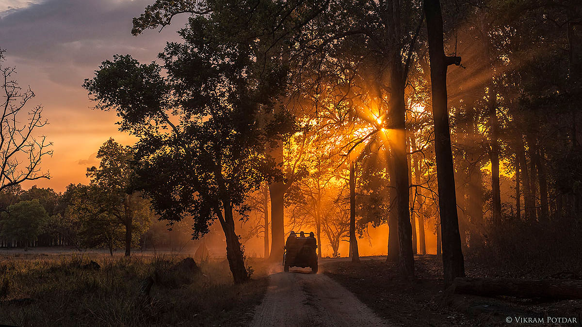 Madhya Pradesh is home to elusive tigers and other wild animals. (Photo: Vikram Potdar)