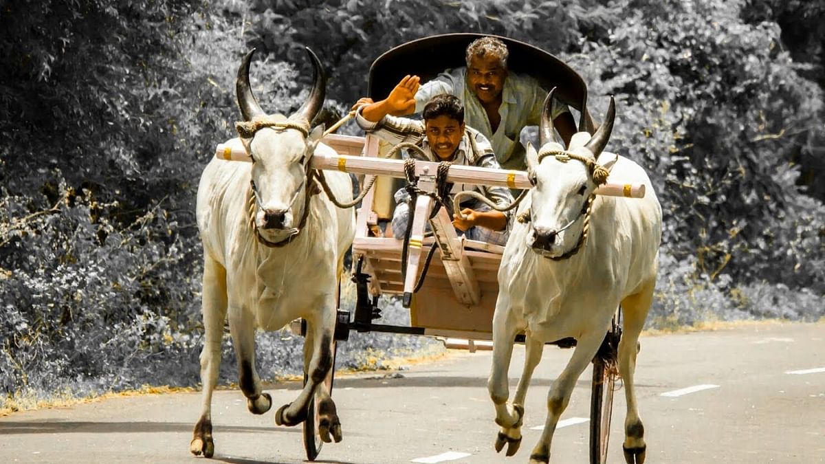 

A ‘rekla’ bull owner speaks about the dying of bullock-cart races, and the culture that is fading away with them  
