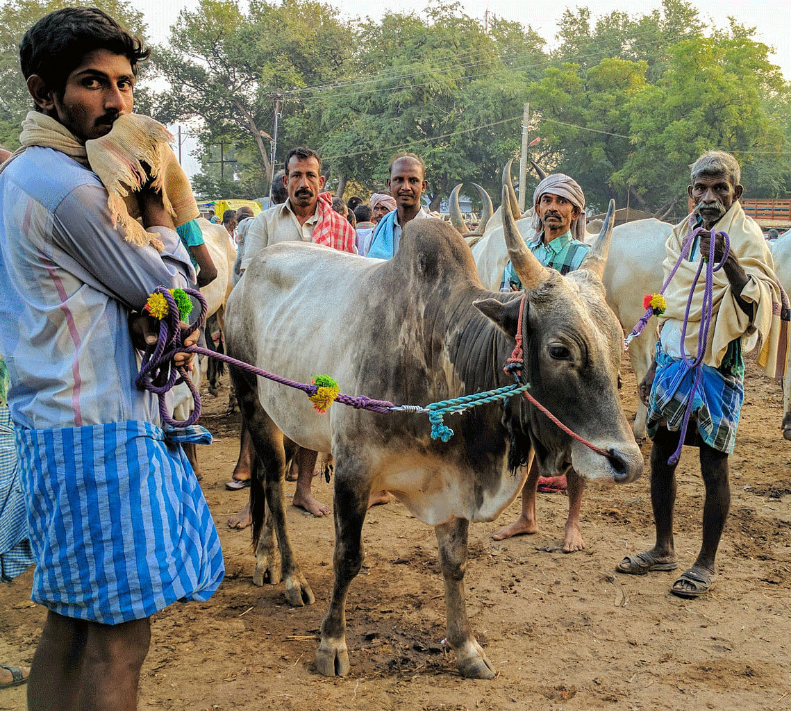 Exciting and with some reverence for the beast, clearly, people need Jallikattu. But does the animal need it?