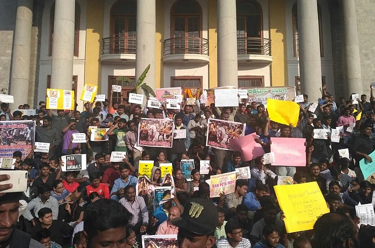 Protesters hold placards protesting the Jallikattu ban in Benglauru on Thursday. (Photo Courtesy: The News Minute)