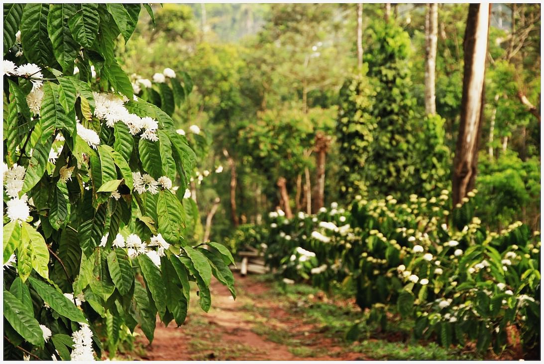 You don’t need to be a coffee aficionado to enjoy the experience of waking up to smell the coffee on an estate.