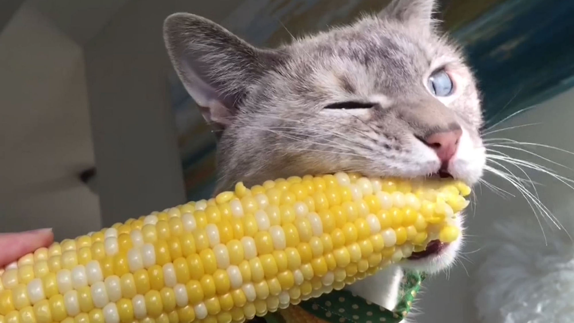 No one likes corn on the cob more than Lilly. (Photo: AP/Jukin Media Screengrab)