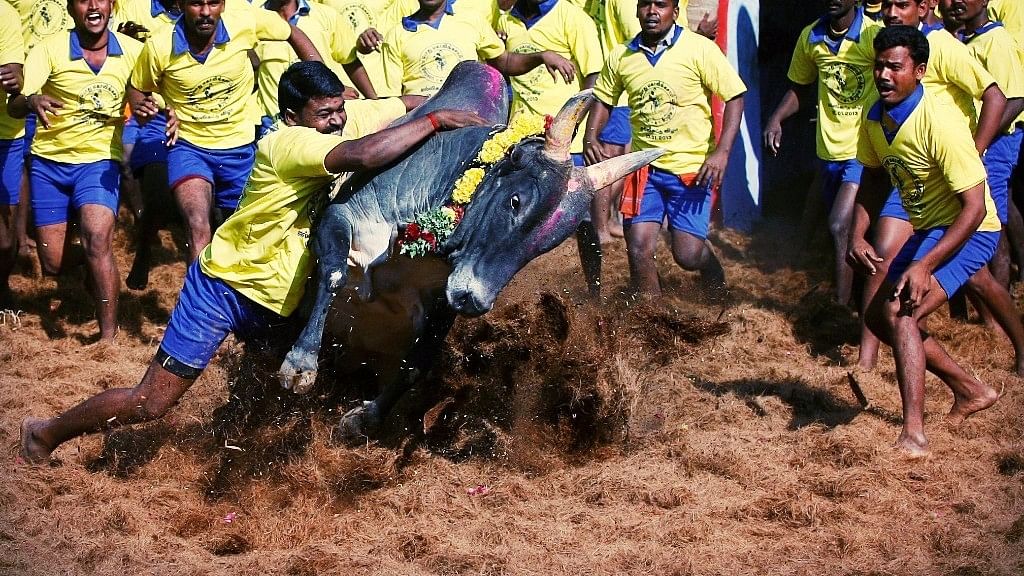 

Agitations continued in various parts of the state, including Alanganallur, the usual hub of the Jallikattu event, with students and many others joining the stir. (Photo: AP)