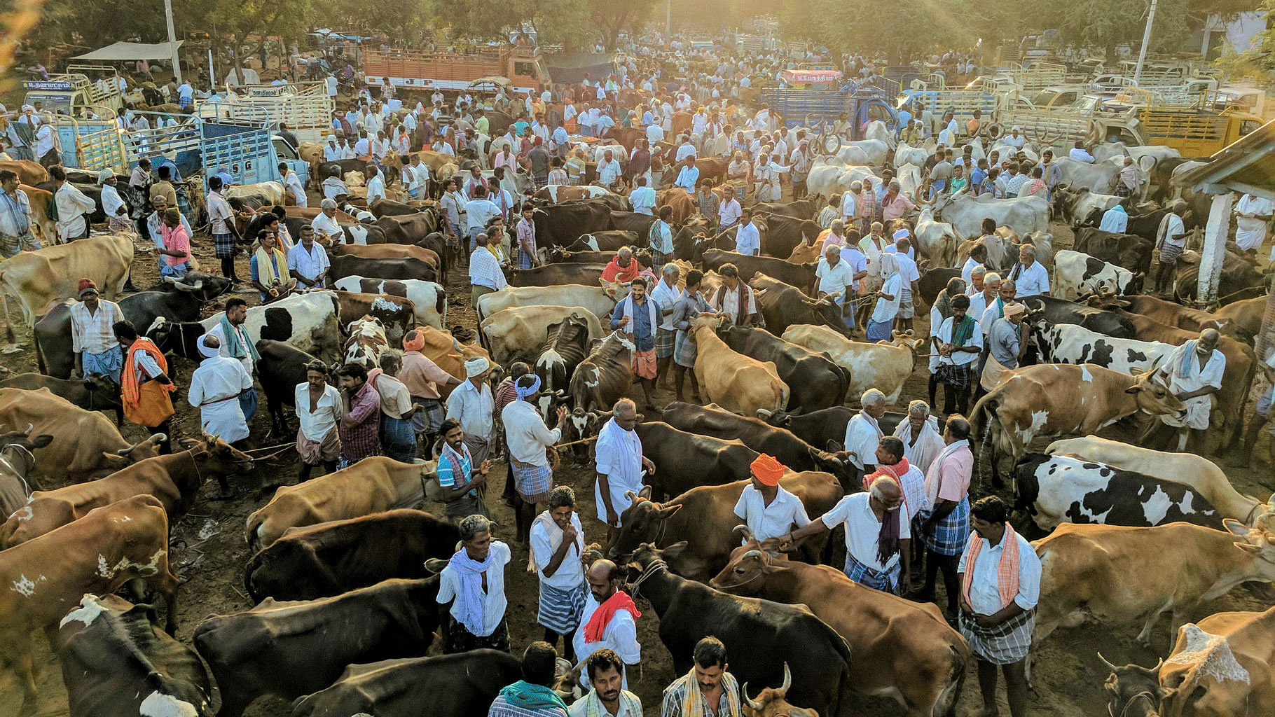 <div class="paragraphs"><p>Tuesday Cattle Market in Vadipatti, an hour away from Madurai. This is where cows, men and stories coalesce.</p></div>