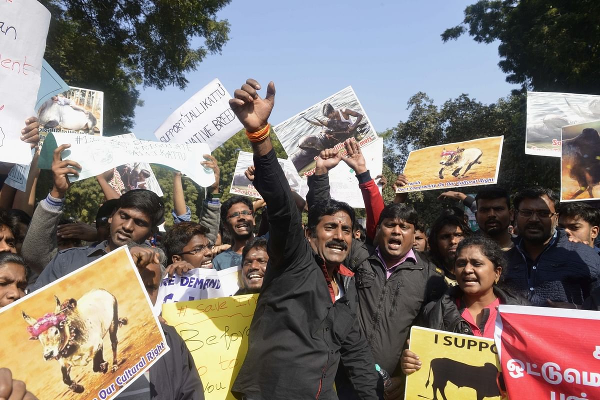 Should the upsurge of young Indians on the issue of Jallikattu be construed as their anger with liberalism?