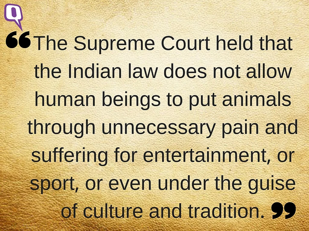Defending Jallikattu in the Name of Tradition Is Like Backing Sati