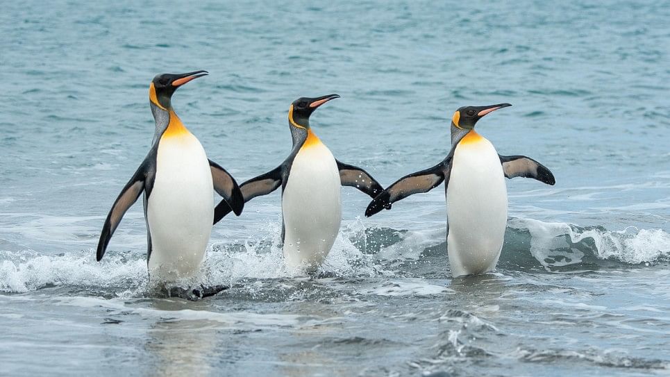 

The fossilated penguin lived about 61 million years ago and reached a body length of about 150 centimetres, study shows. (Photo: iStockPhoto)